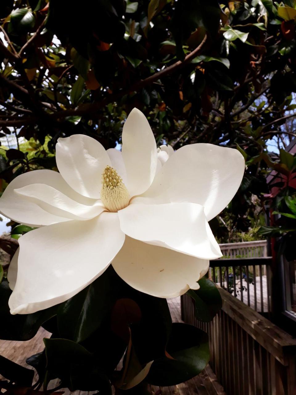 Tastebuds Bed N Breakfast Auckland Exterior foto
